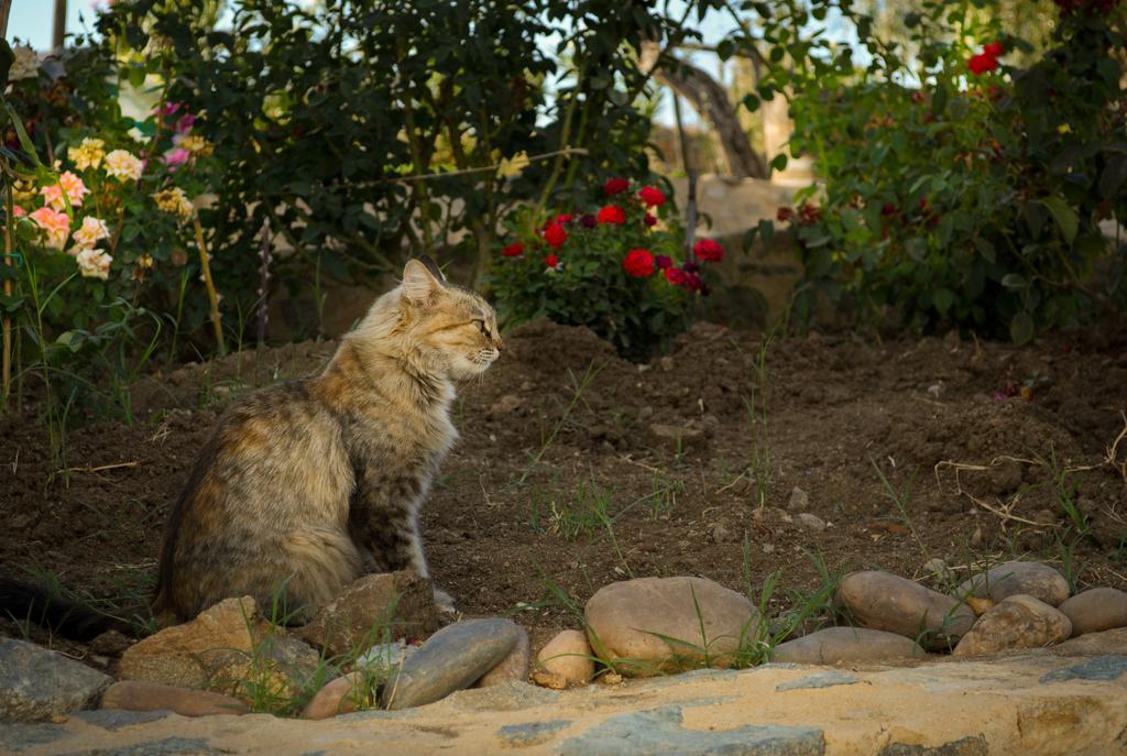 Melrinitas Turismo Rural Ξενοδοχείο Serpa Εξωτερικό φωτογραφία